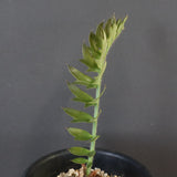 エンセファラルトス ホリダス 67