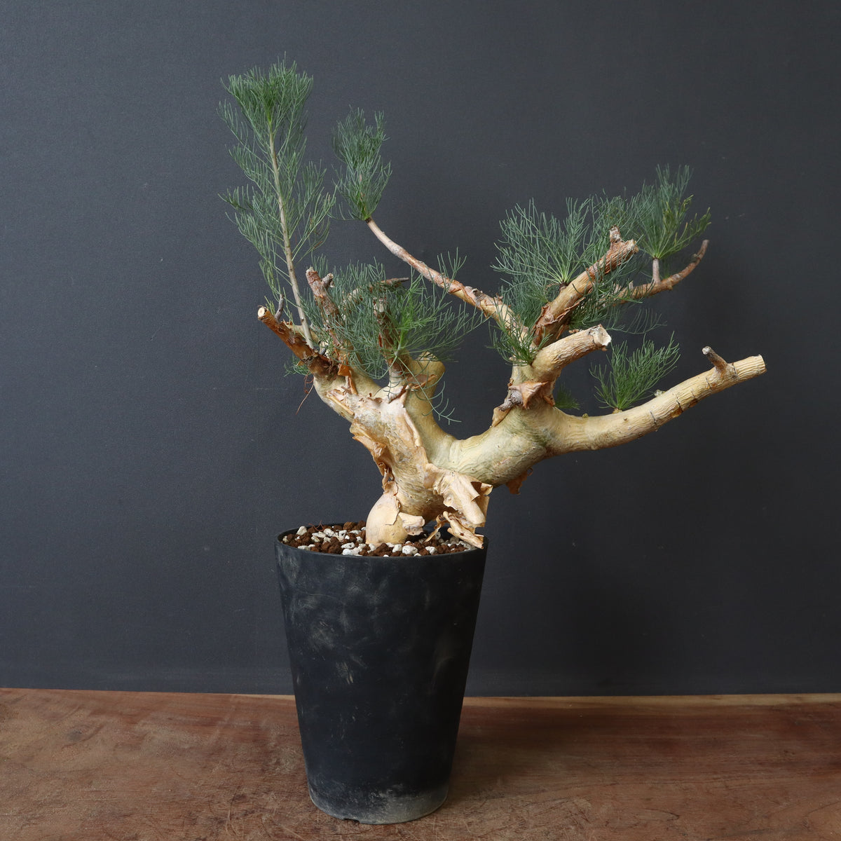 商品 – 3ページ目 – TaiShoDo ONLINE SHOP