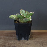 【DRAGON AGAVE】アガベ 皇冠  EC1263