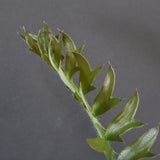 エンセファラルトス ホリダス 67