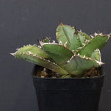 【DRAGON AGAVE】アガベ 皇冠  EC1263