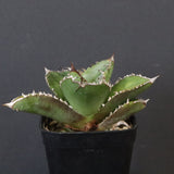 【DRAGON AGAVE】アガベ 皇冠  EC1263