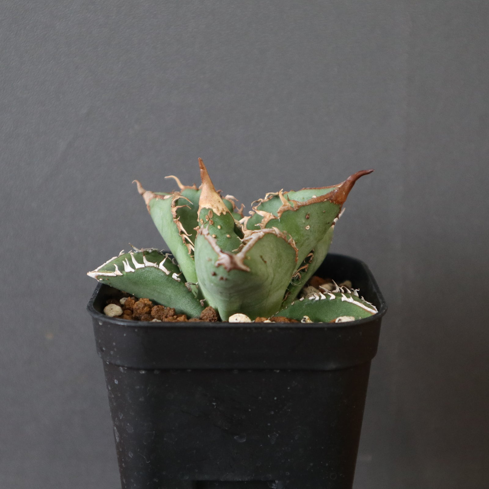 アガベ ノーネーム　ぶつぶつ① agave noname アガベ ノーネーム (ブツブツ) EC2430 – TaiShoDo ONLINE SHOP