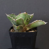 【DRAGON AGAVE】アガベ 皇冠  EC1263