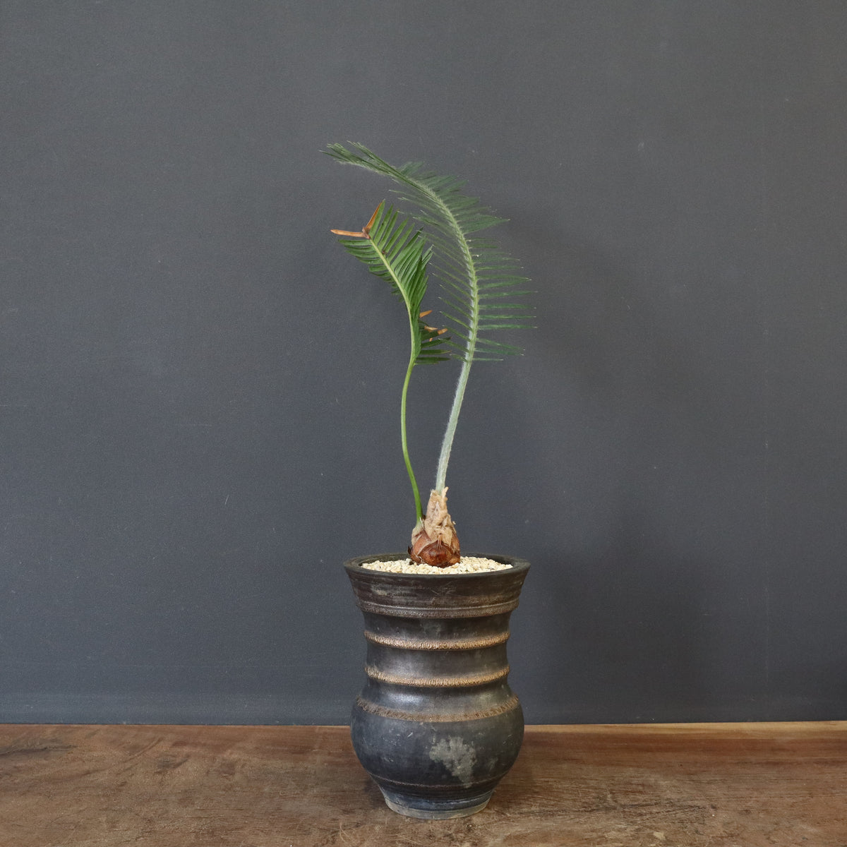 TK　パキプス　ベアルート Yahoo!オークション - B1027パキプス ベアルート現地発根株