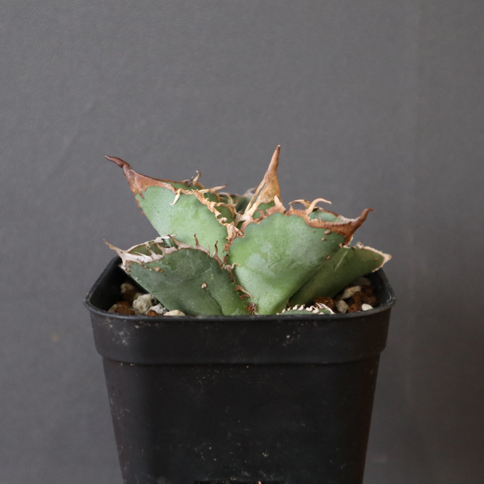 アガベ ノーネーム　ぶつぶつ① agave noname アガベ ノーネーム (ブツブツ) EC2430 – TaiShoDo ONLINE SHOP