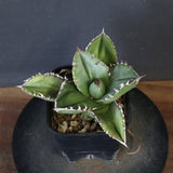 【DRAGON AGAVE】アガベ 皇冠  EC1263