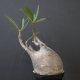 P.グラキリス 2105