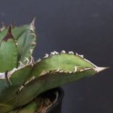 【DRAGON AGAVE】アガベ 皇冠  EC1263
