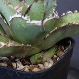 【DRAGON AGAVE】アガベ 皇冠  EC1263