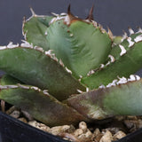 【DRAGON AGAVE】アガベ 皇冠  EC1263