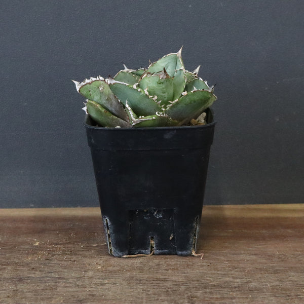 アガベ – 5ページ目 – TaiShoDo ONLINE SHOP