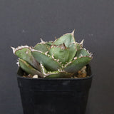 【DRAGON AGAVE】アガベ 皇冠  EC1264