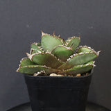 【DRAGON AGAVE】アガベ 皇冠  EC1264