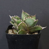 【DRAGON AGAVE】アガベ 皇冠  EC1264