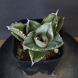 【DRAGON AGAVE】アガベ 皇冠  EC1264