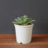 アガベ 特白肌怒雷神×血妖 EC2794