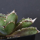 【DRAGON AGAVE】アガベ 皇冠  EC1264