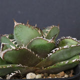 【DRAGON AGAVE】アガベ 皇冠  EC1264