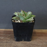 【DRAGON AGAVE】アガベ 皇冠  EC1265