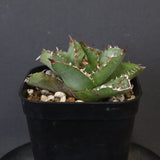 【DRAGON AGAVE】アガベ 皇冠  EC1265