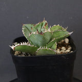 【DRAGON AGAVE】アガベ 皇冠  EC1265