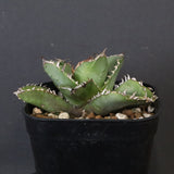 【DRAGON AGAVE】アガベ 皇冠  EC1265