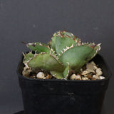 【DRAGON AGAVE】アガベ 皇冠  EC1265