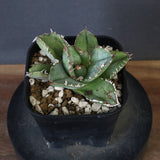 【DRAGON AGAVE】アガベ 皇冠  EC1265