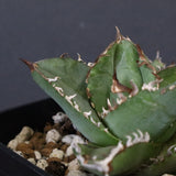 【DRAGON AGAVE】アガベ 皇冠  EC1265