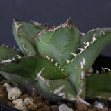 【DRAGON AGAVE】アガベ 皇冠  EC1265