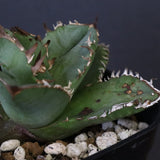 【DRAGON AGAVE】アガベ 皇冠  EC1265