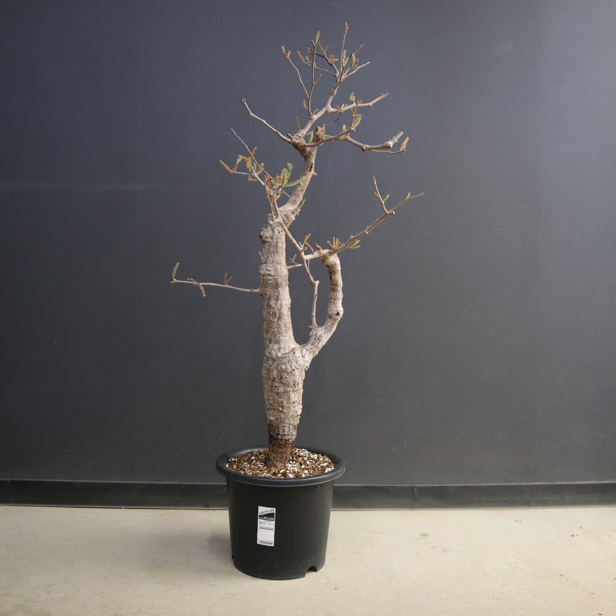 塊根植物 – 7ページ目 – TaiShoDo ONLINE SHOP