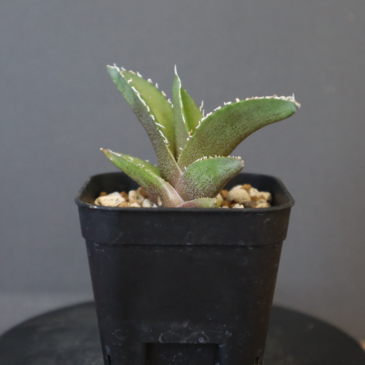 アガベ悪魔 大株➕ビカクシダJenny#1 oc 子株 最高峰 アガベ – 2ページ目 –