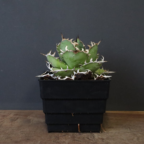 アガベ チタノタ FO-076 EC1268 – TaiShoDo ONLINE SHOP