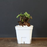 C.ピグマエア 271