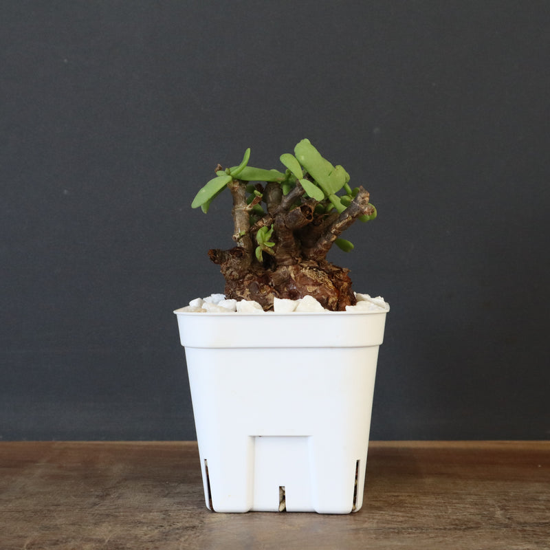 C.ピグマエア 271