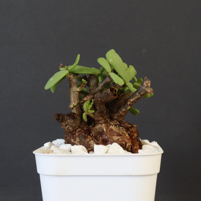 C.ピグマエア 271