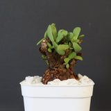 C.ピグマエア 271