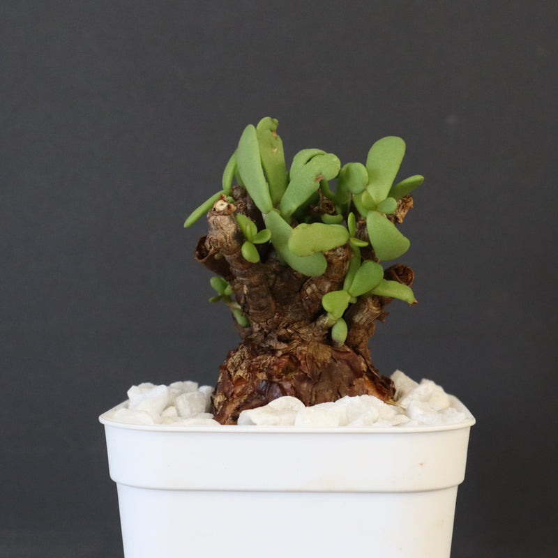 C.ピグマエア 271