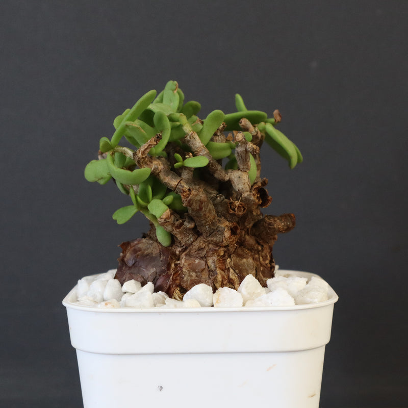 C.ピグマエア 271