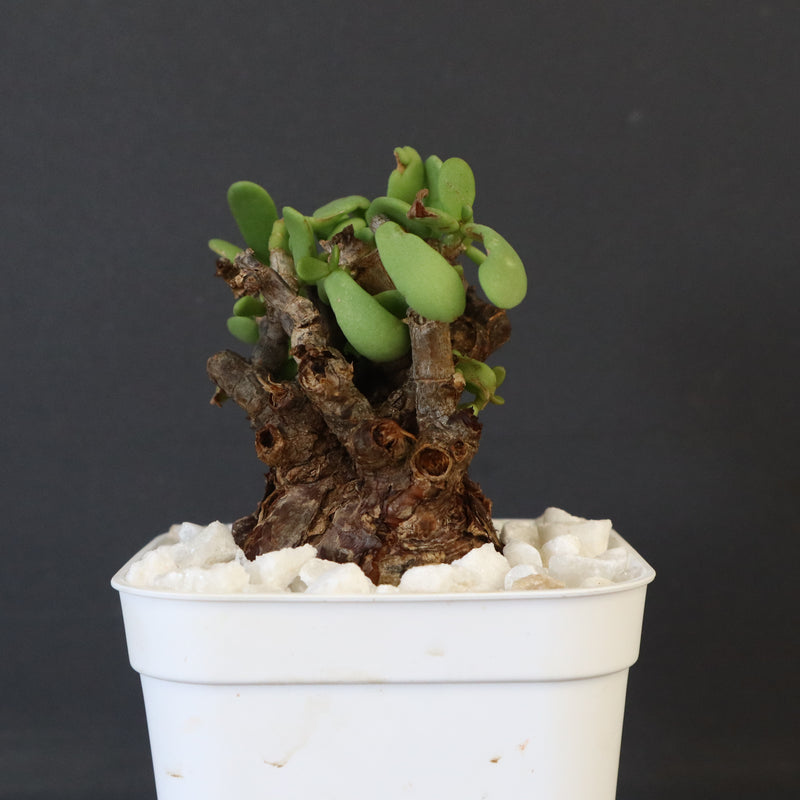 C.ピグマエア 271