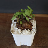 C.ピグマエア 271