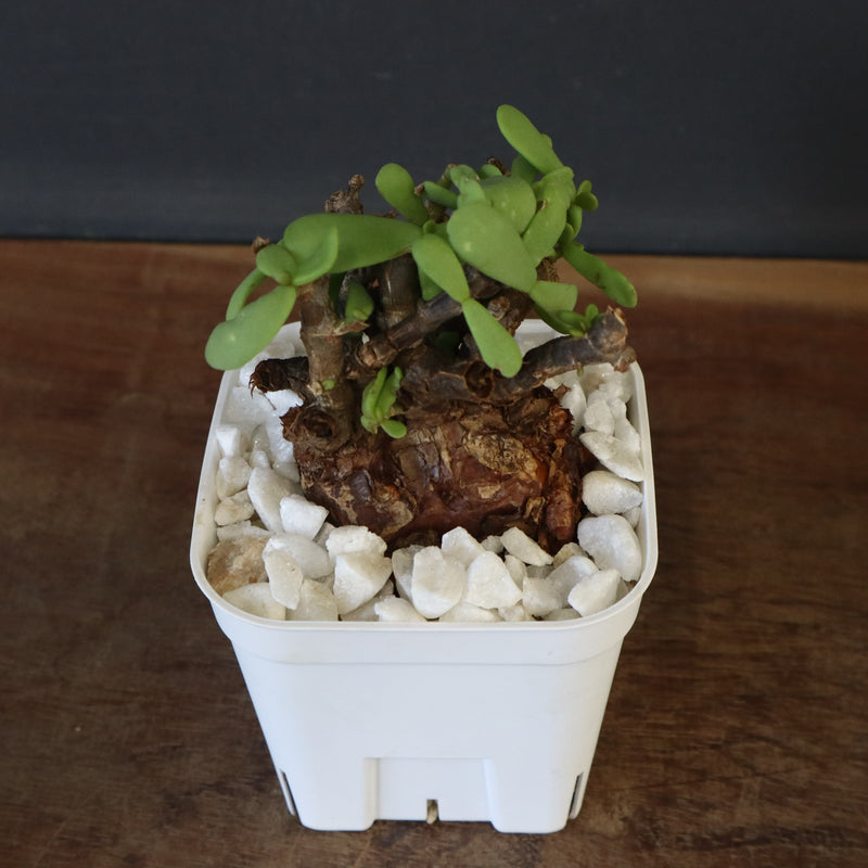 C.ピグマエア 271