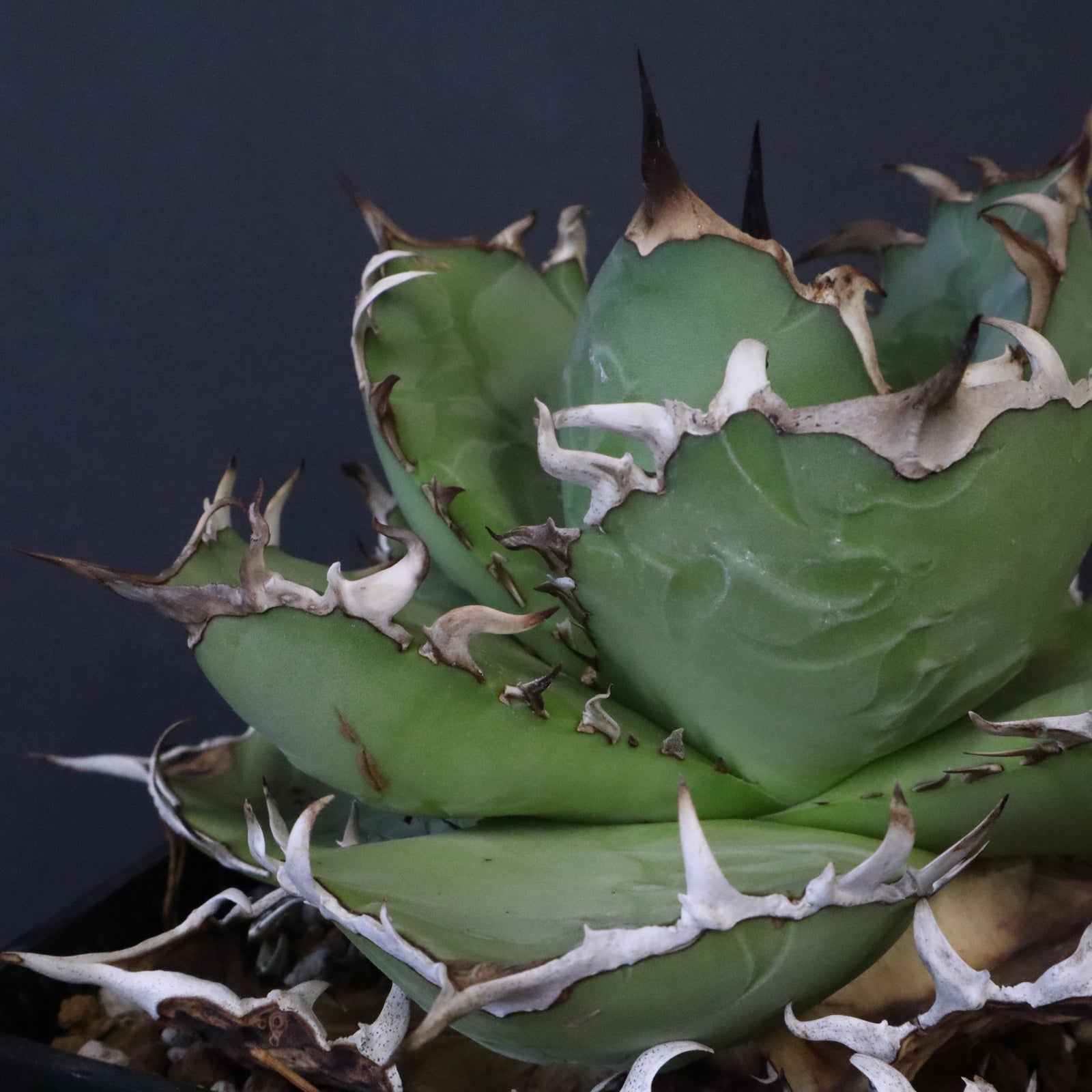 アガベ チタノタ アガベ チタノタ FO-076 EC1268 – TaiShoDo ONLINE SHOP