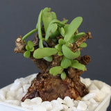 C.ピグマエア 271