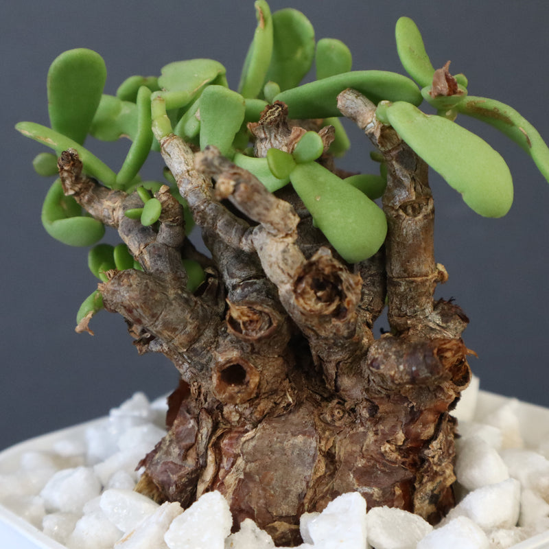 C.ピグマエア 271