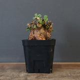 C.ピグマエア 274