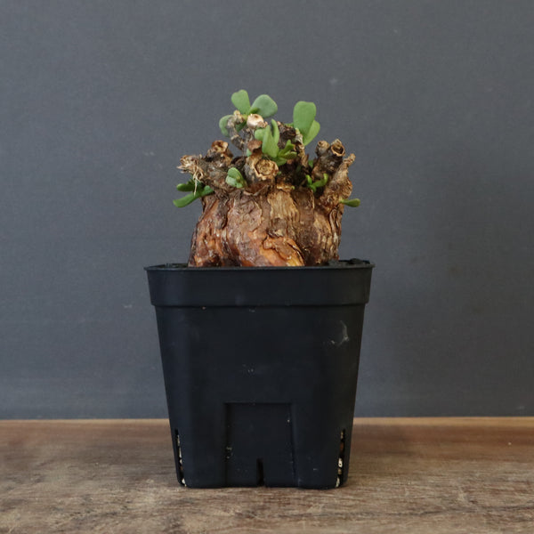 C.ピグマエア 274