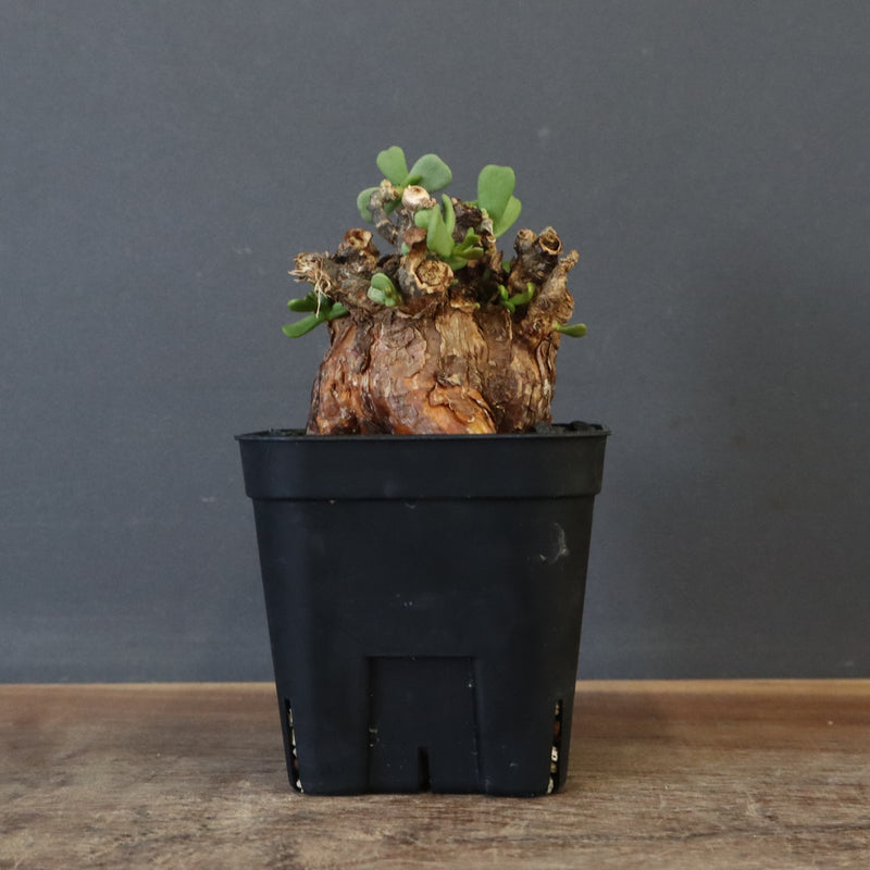 C.ピグマエア 274